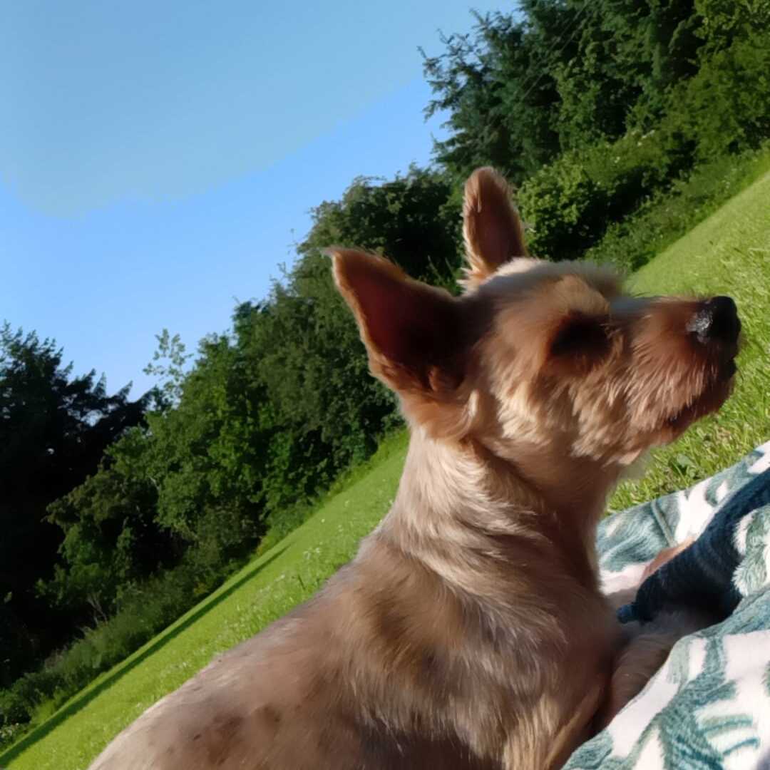 Dog 1