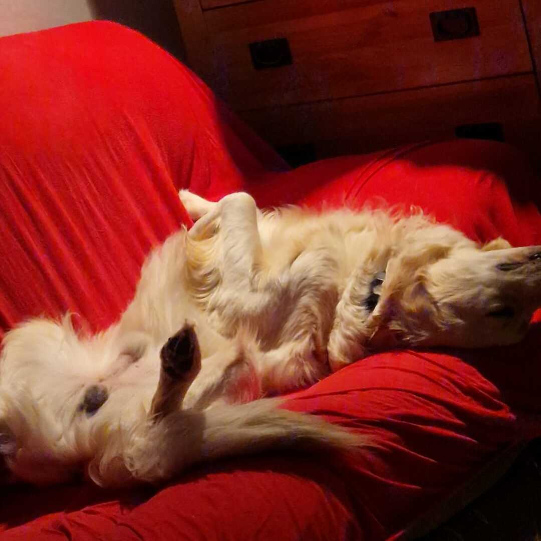 Dog 3