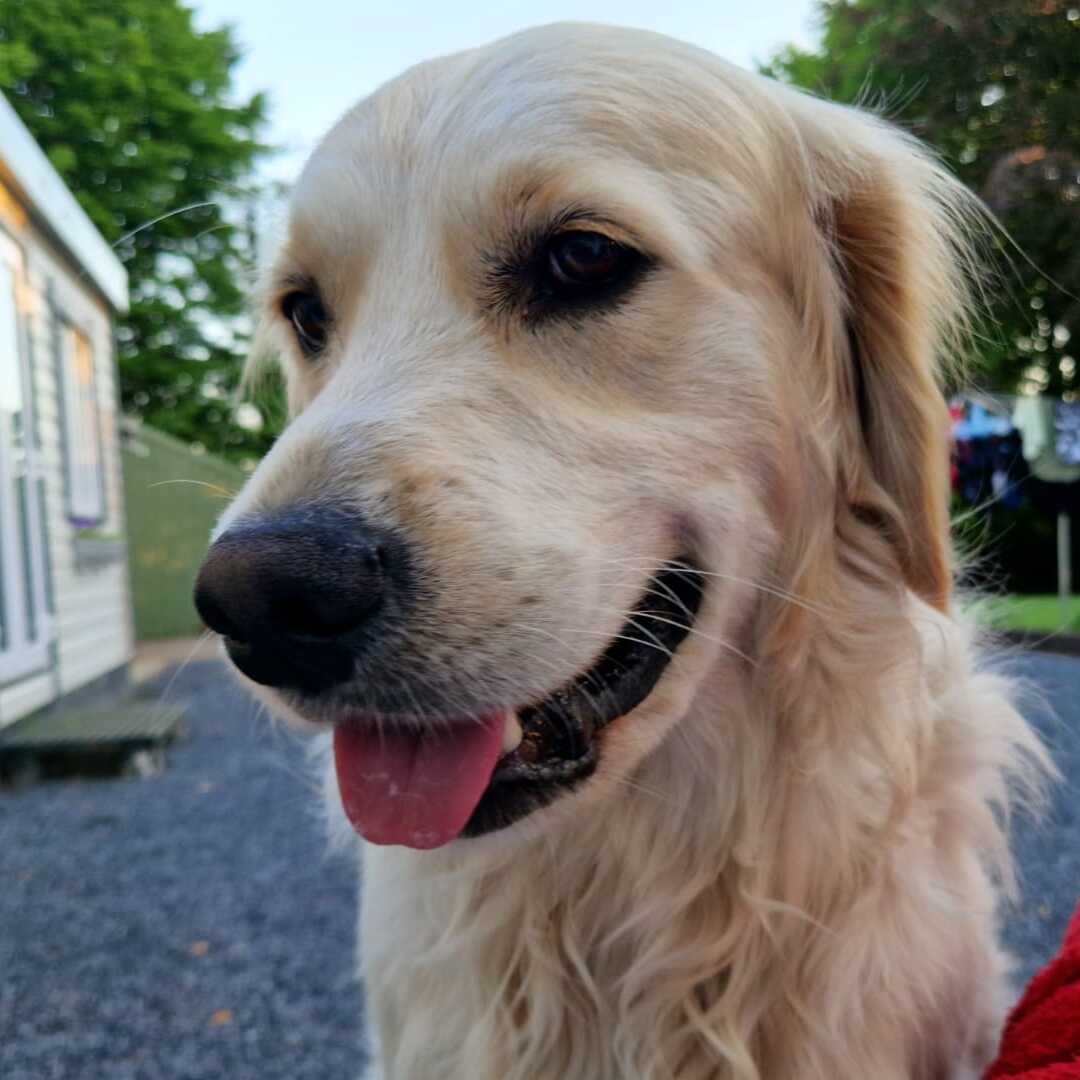 Dog 4