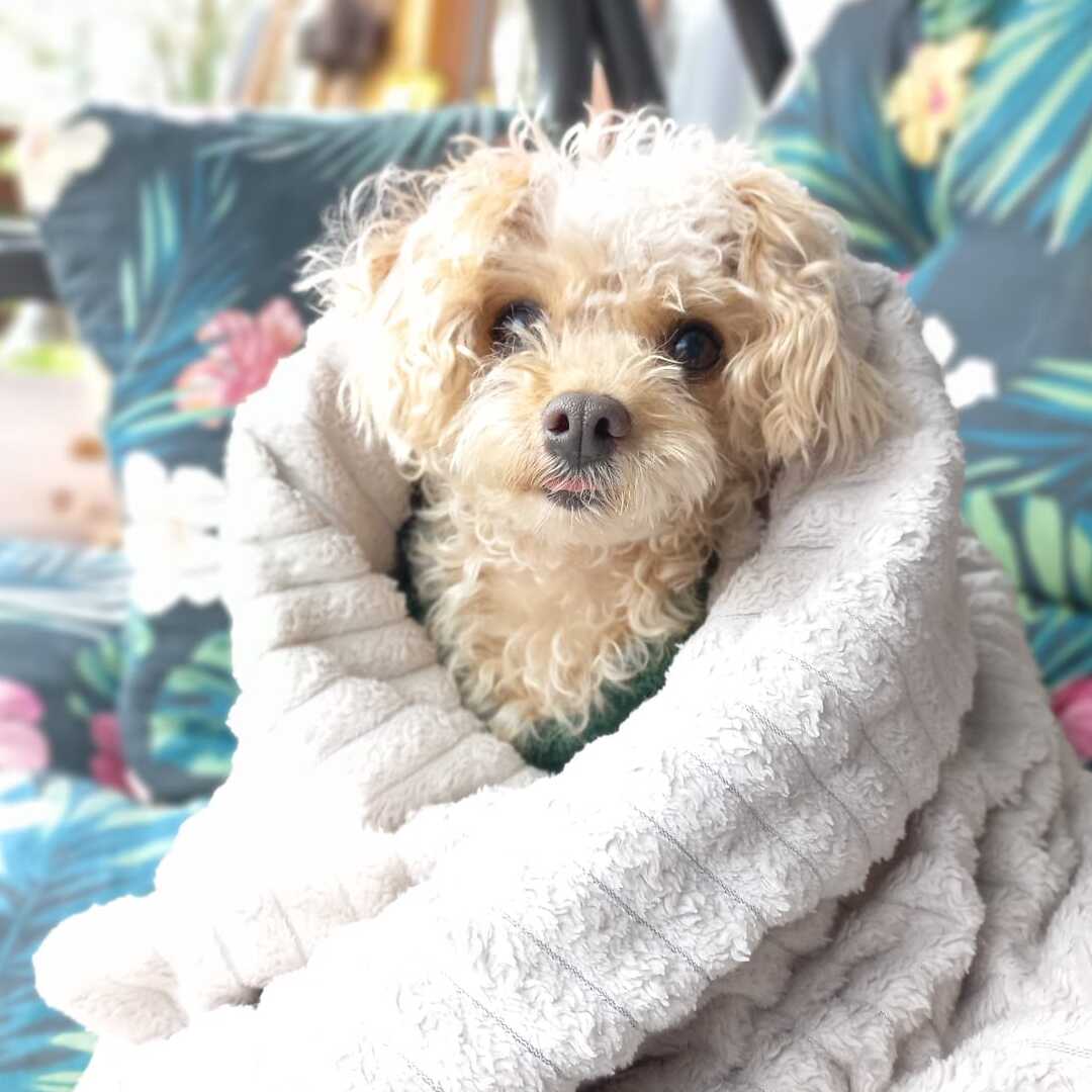 Dog 5