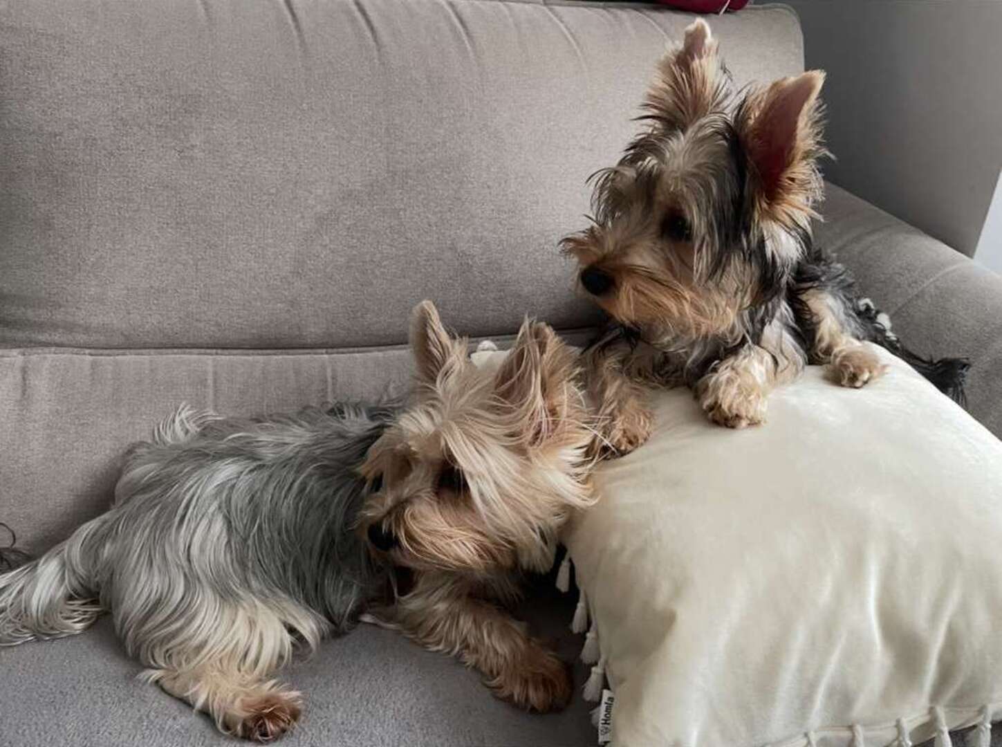 Dog 7